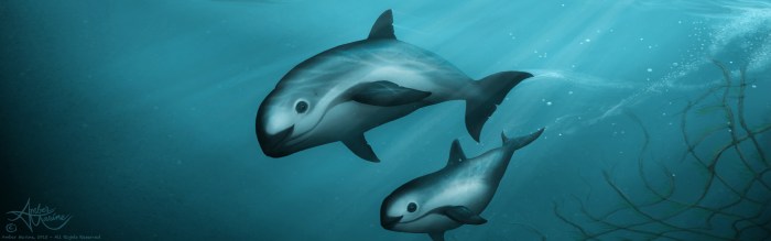 Vaquita