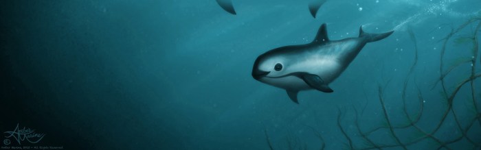 Vaquita