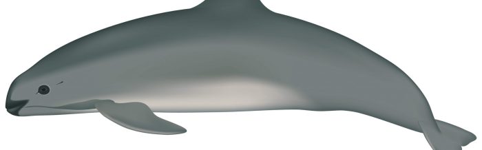 Vaquita