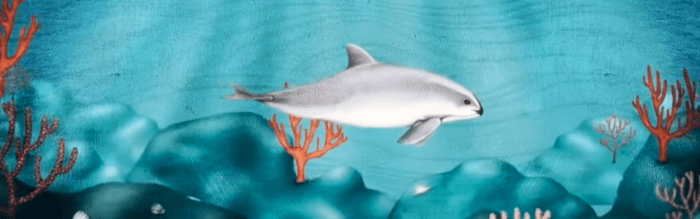 Vaquita