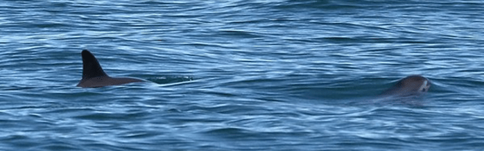 Vaquita