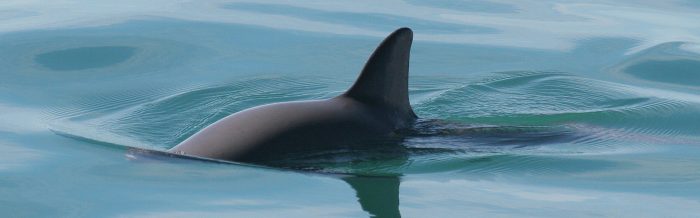Vaquita