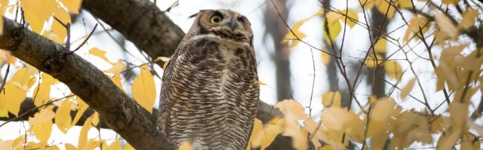 Great Horned Owl