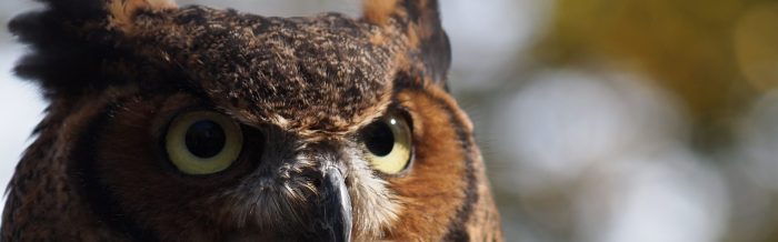 Great Horned Owl