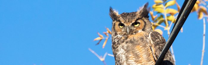 Great Horned Owl