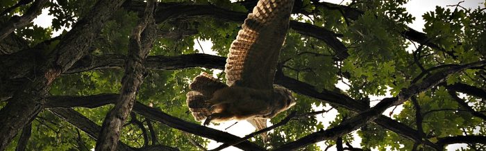 Great Horned Owl