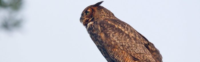 Great Horned Owl