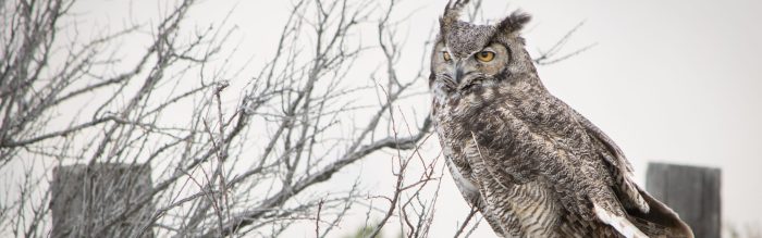Great Horned Owl