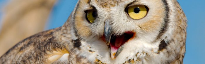 Great Horned Owl