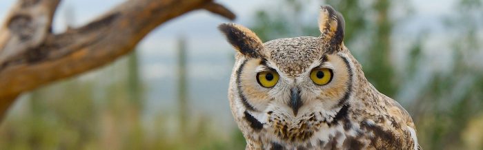 Great Horned Owl