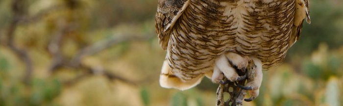 Great Horned Owl