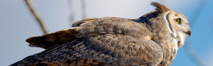 Great Horned Owl