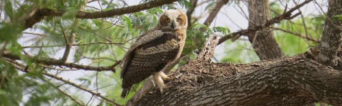 Great Horned Owl