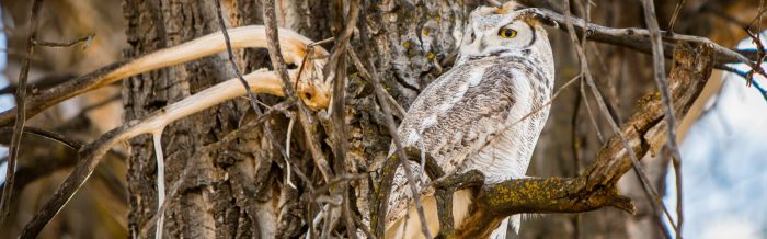 Great Horned Owl