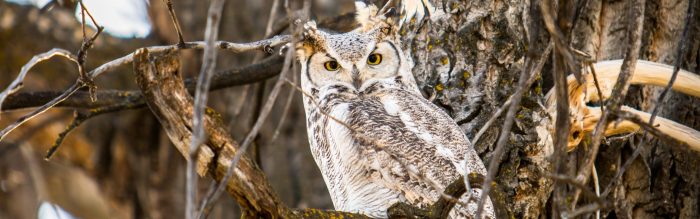 Great Horned Owl