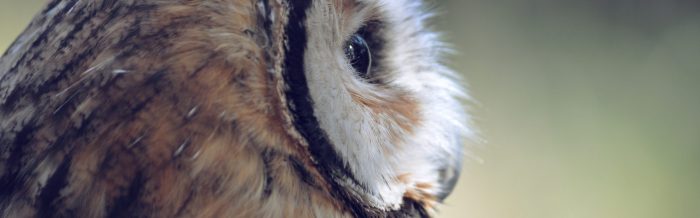 Great Horned Owl