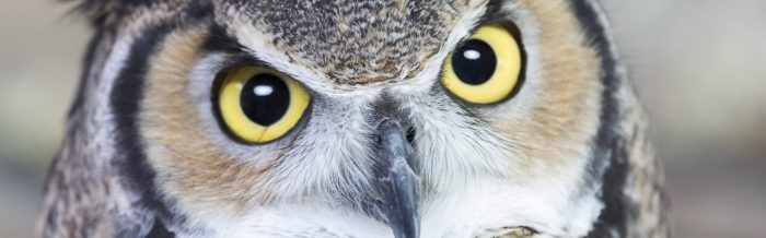 Great Horned Owl