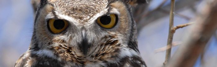 Great Horned Owl