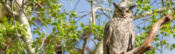 Great Horned Owl