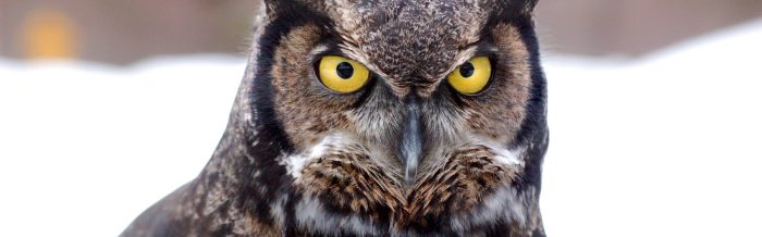 Great Horned Owl