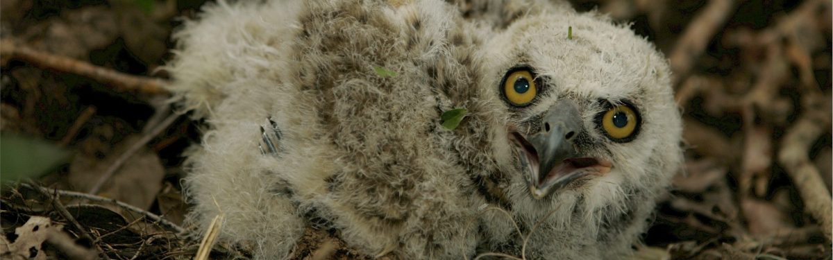 Great Horned Owl