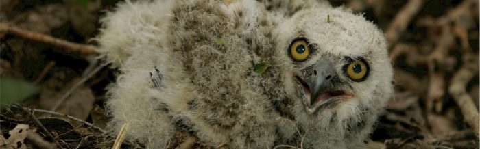 Great Horned Owl