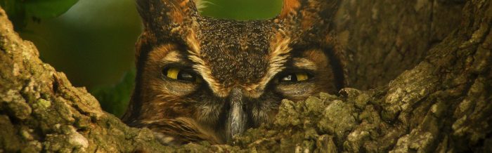 Great Horned Owl
