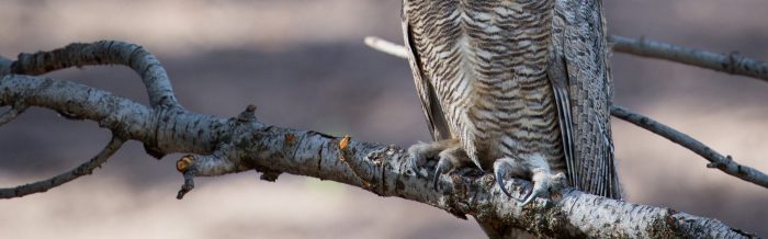 Great Horned Owl