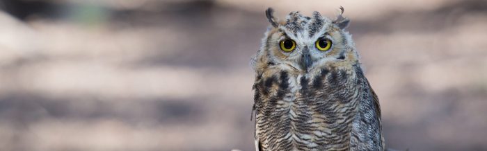 Great Horned Owl