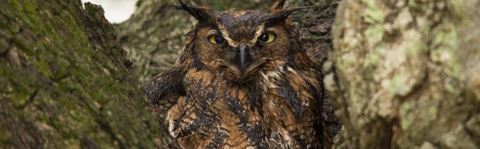 Great Horned Owl