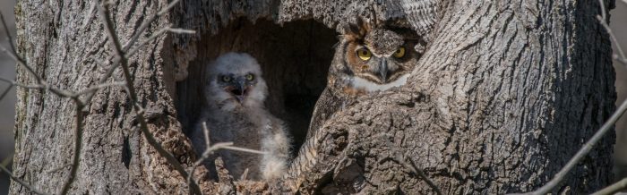 Great Horned Owl