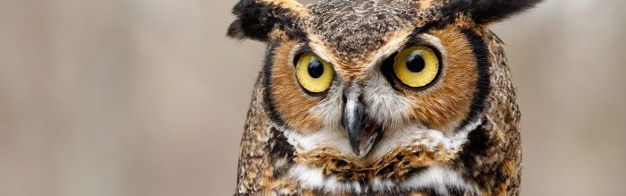 Great Horned Owl