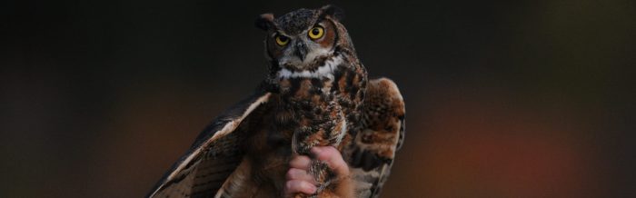 Great Horned Owl
