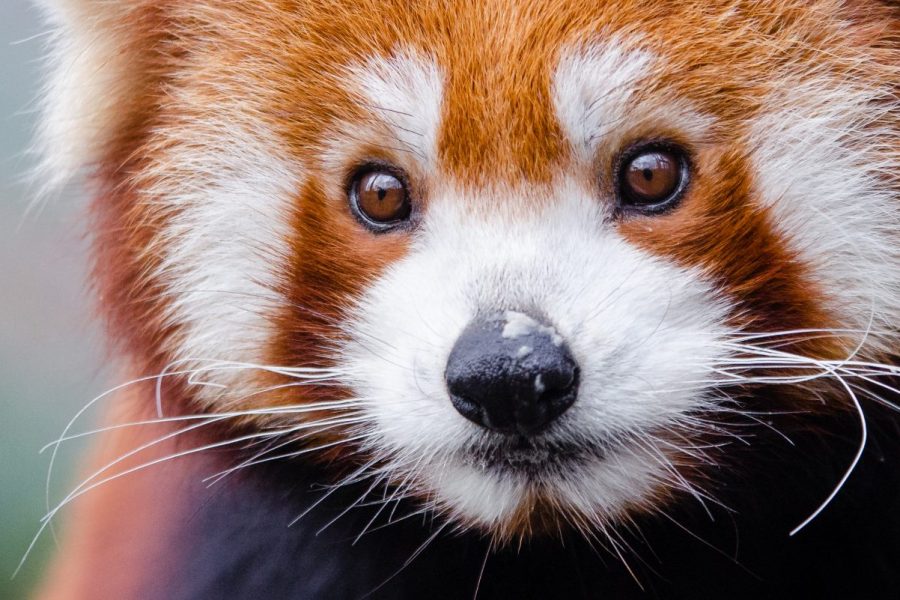 Red Panda