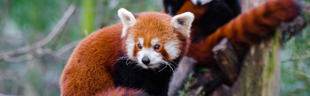 Red Panda