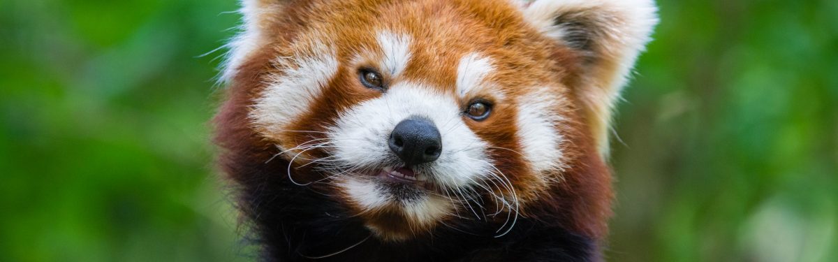 Red Panda