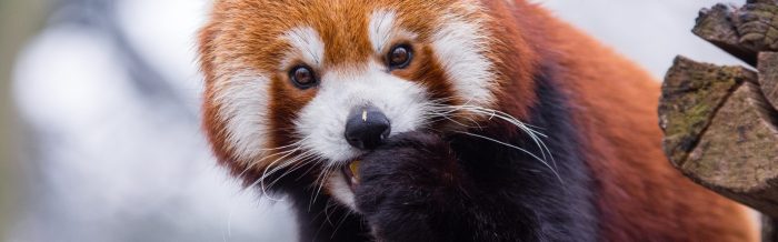 Red Panda