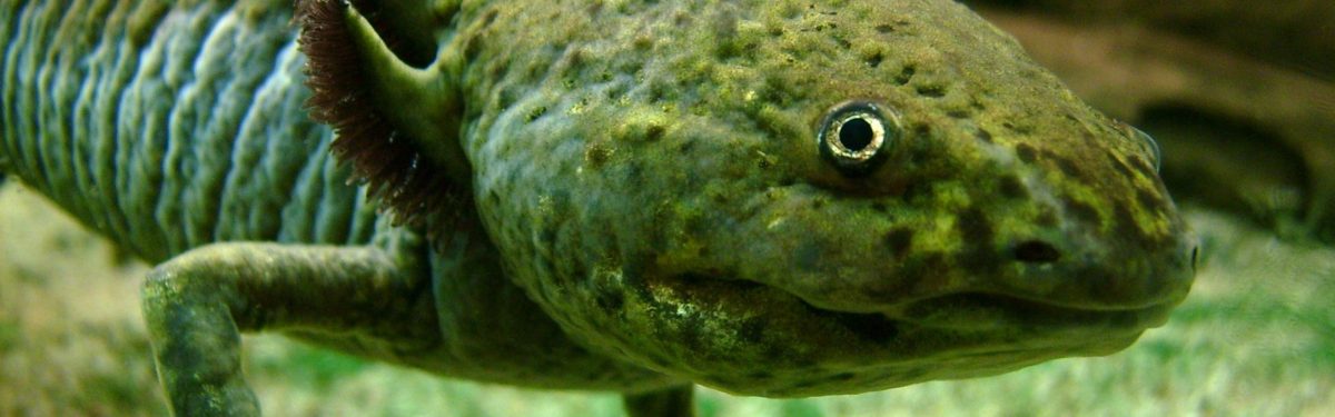 Axolotl