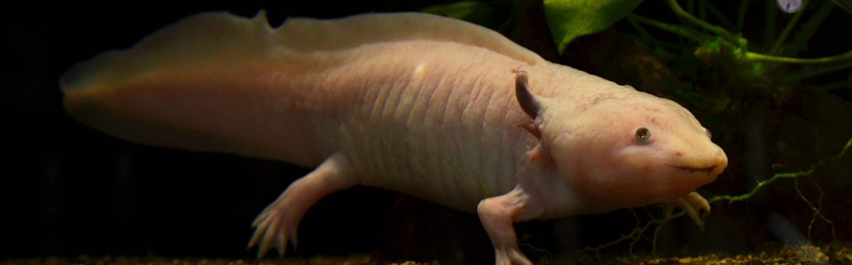 Axolotl