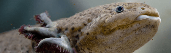 Axolotl