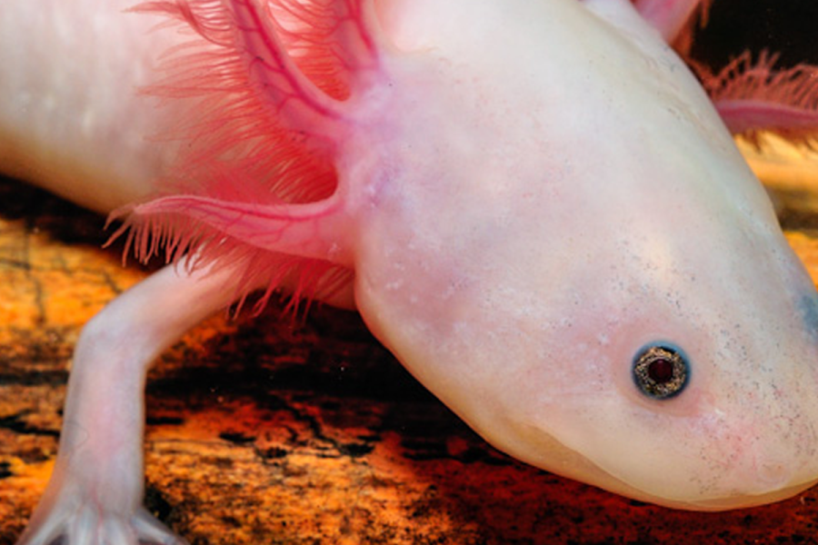 Axolotl