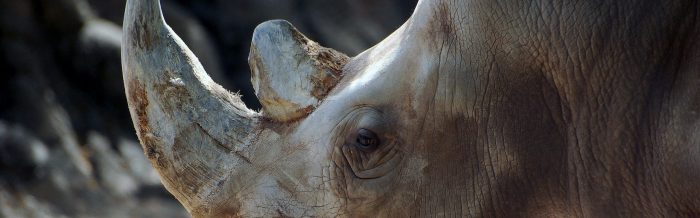White Rhinoceros
