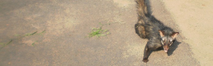 Common Palm Civet