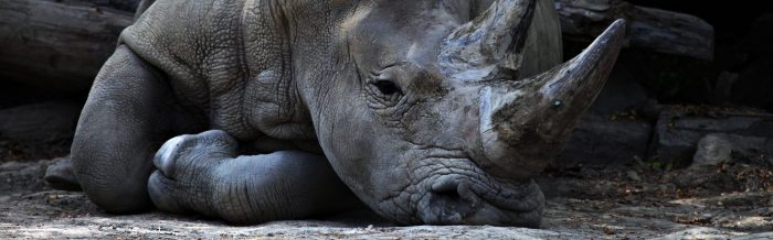 White Rhinoceros