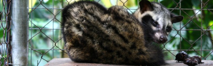 Common Palm Civet