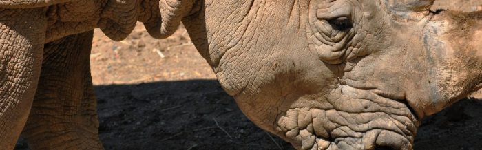 White Rhinoceros