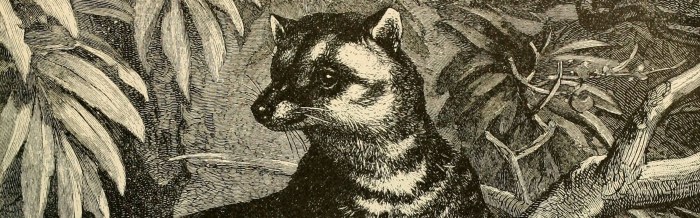 Common Palm Civet