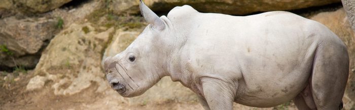 White Rhinoceros