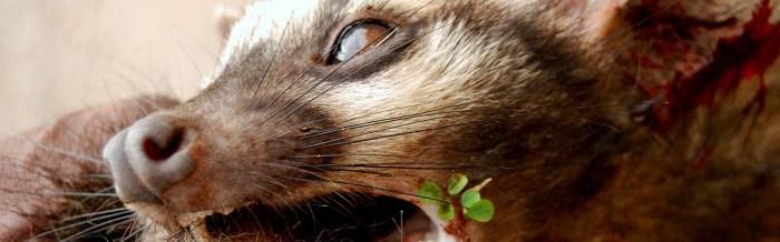 Common Palm Civet