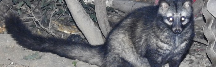Common Palm Civet